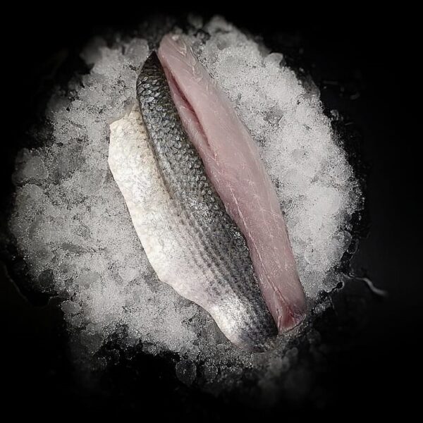 Grey Mullet