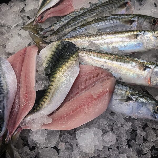 Mackerel
