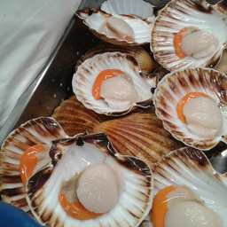 Scallops - Dived
