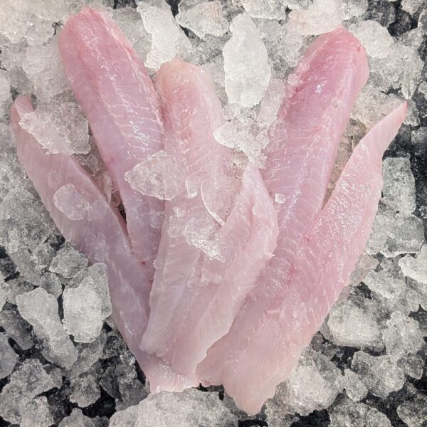 Wrasse